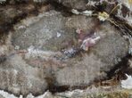 Polished Petrified Wood (Oak) Slab - Oregon #68024-1